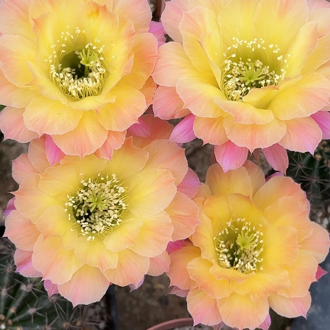 带us47 带根仙人球瑕疵4-5公分