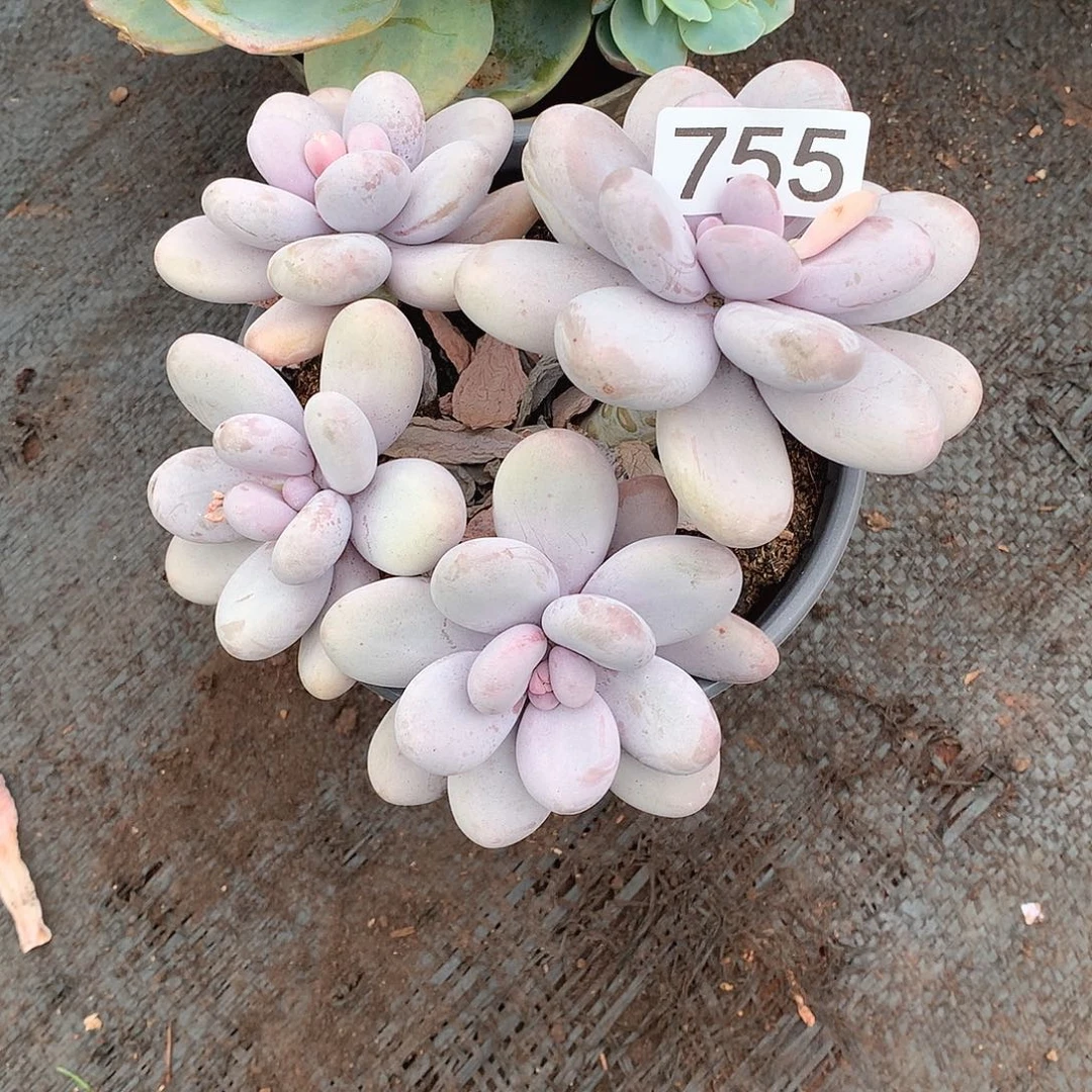 755奶酪 一物一拍多肉