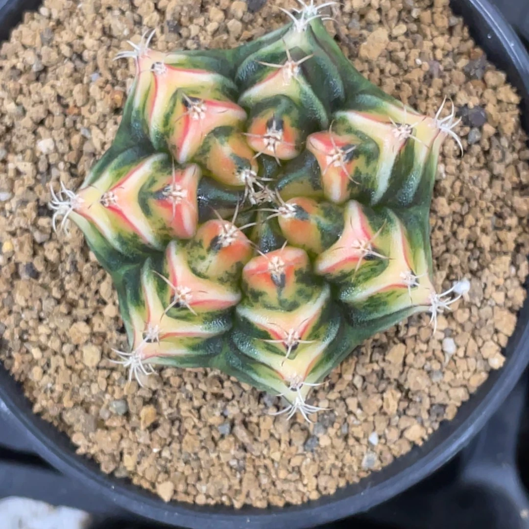 当前无花朵，栽培后可花朵橘黄规律V背锦