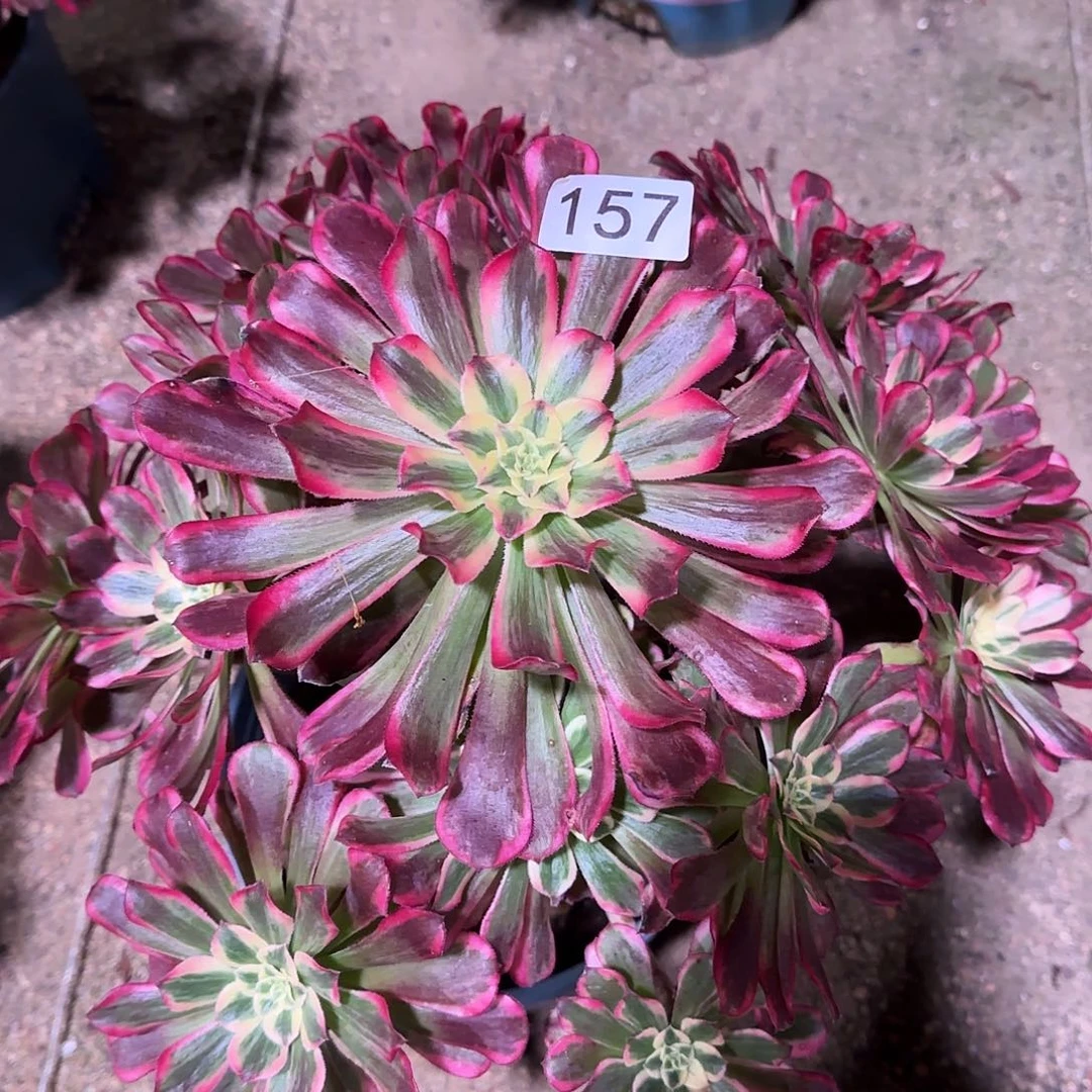 ：***诚多肉植物法师波斯157