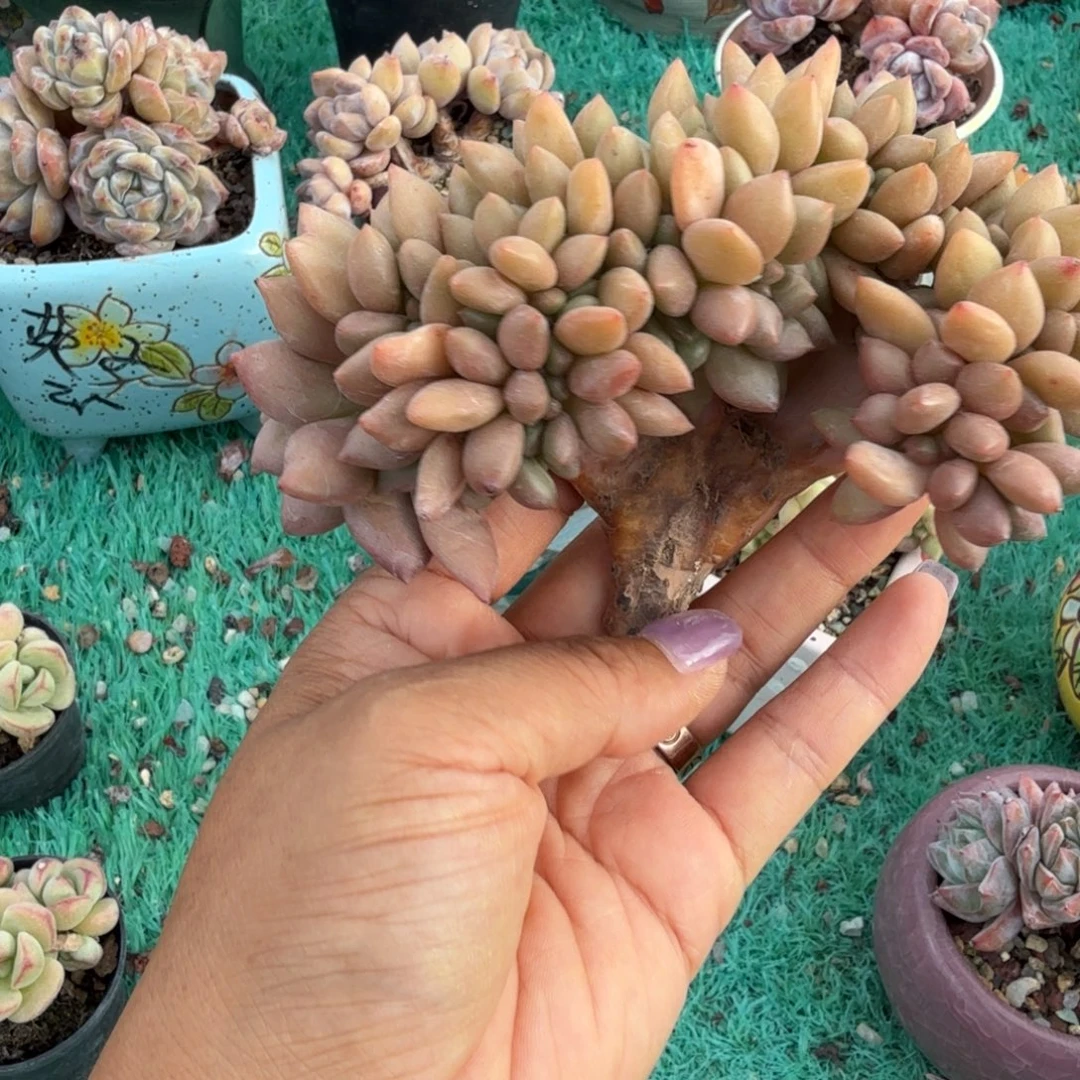 桃花源板子缀精品包邮