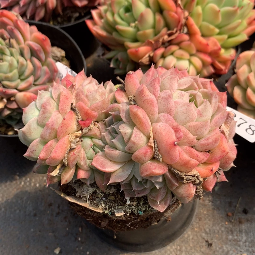 3378杂交精品基地12厘米