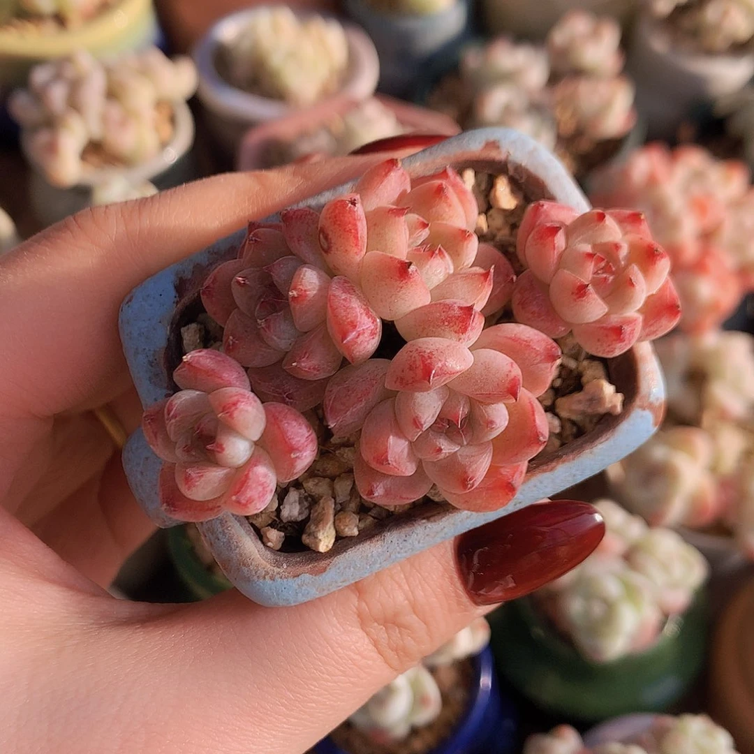 绝代佳人木桩小叶脱土发