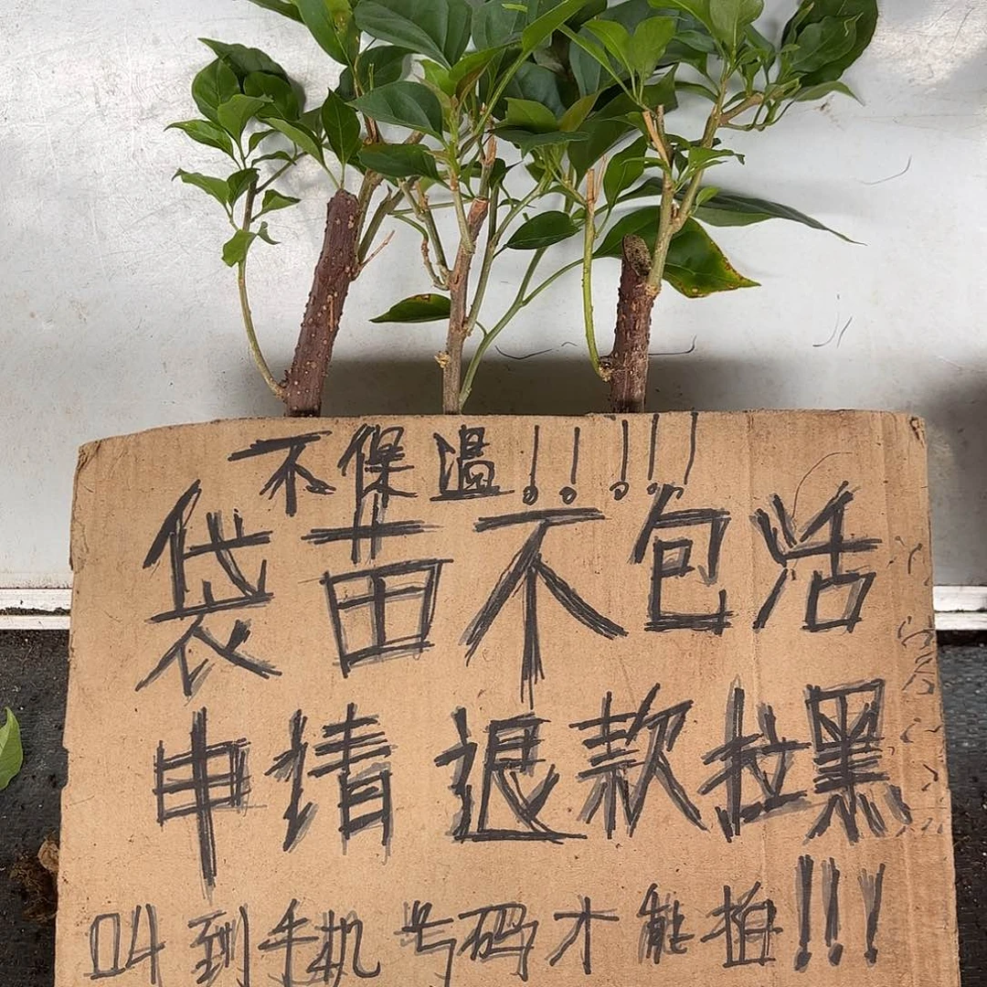 阿***斗无花朵袋苗盲盒三颗不包活8
