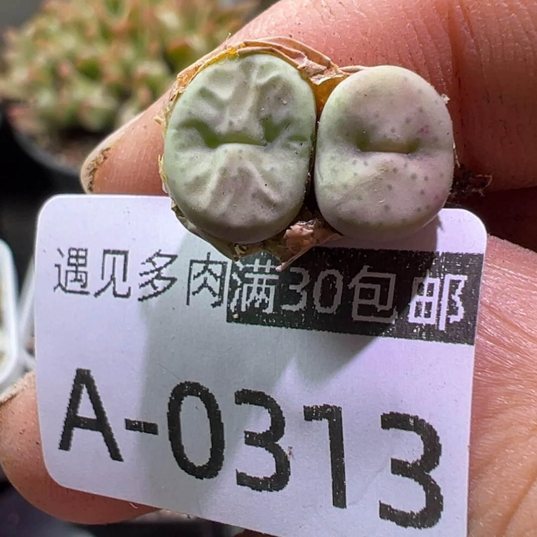 多肉植物11111111111111111