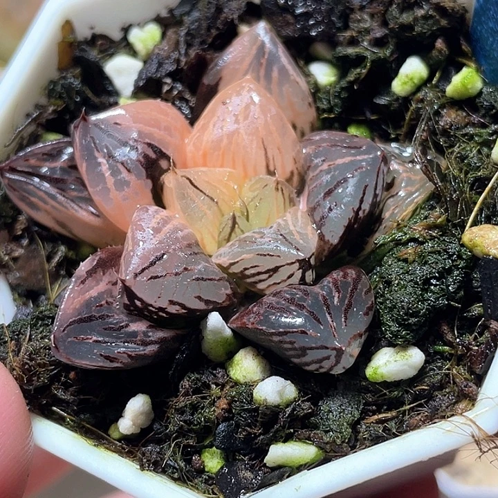 暧***)750赤焰玉露锦特选福利