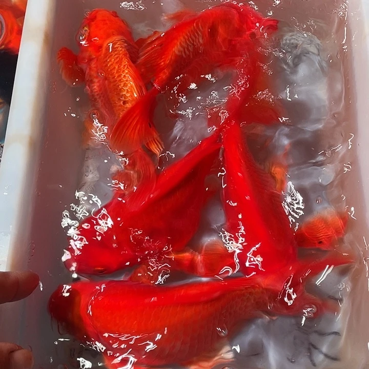 蝴蝶鲤鱼渔场直发102