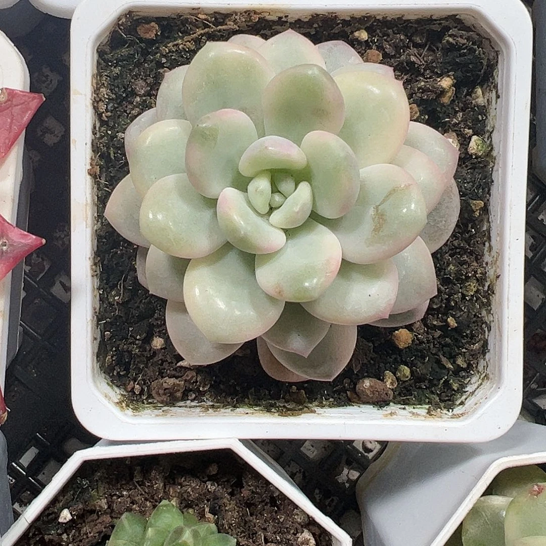 香水锦多肉植物锦