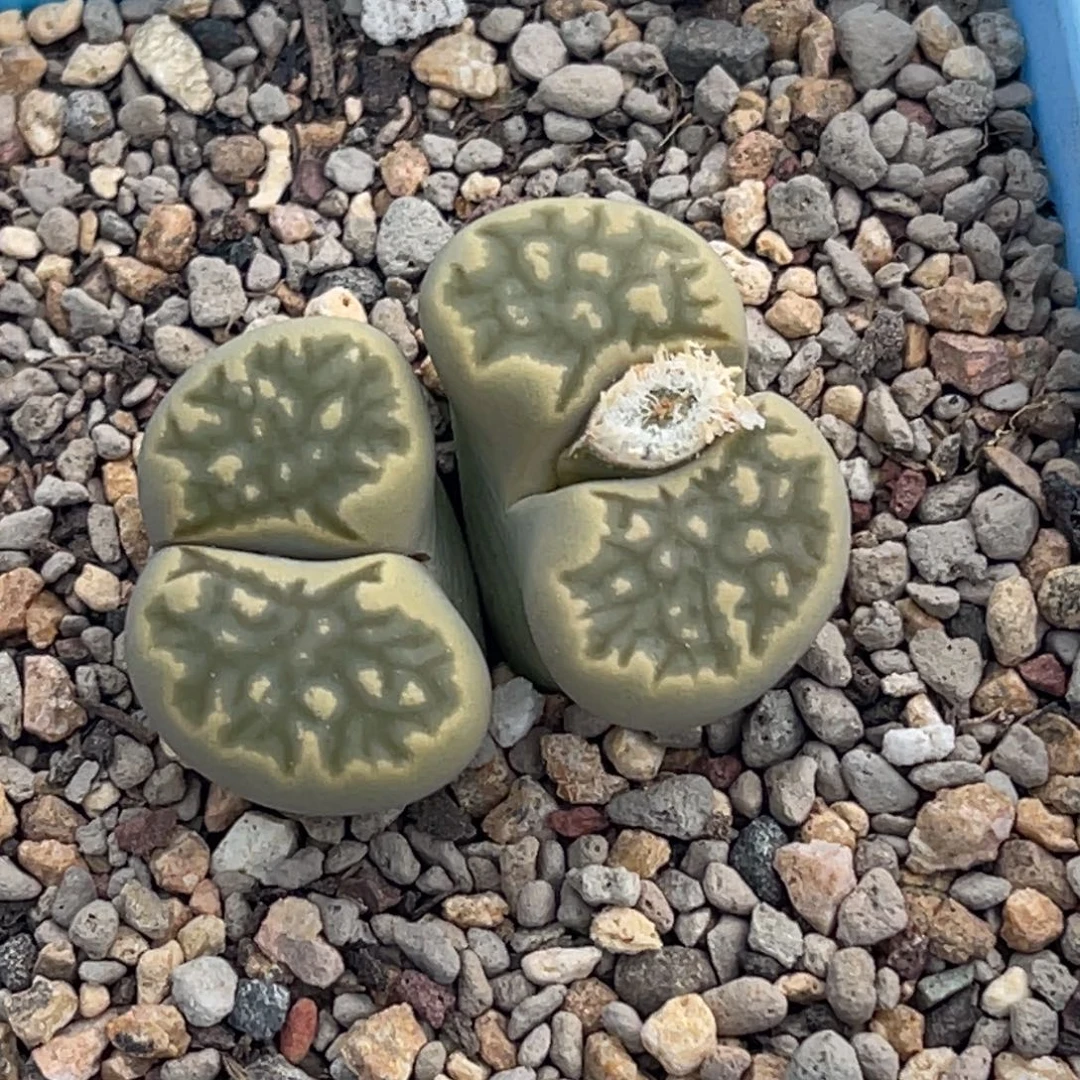 9119双头柠檬菊一颗