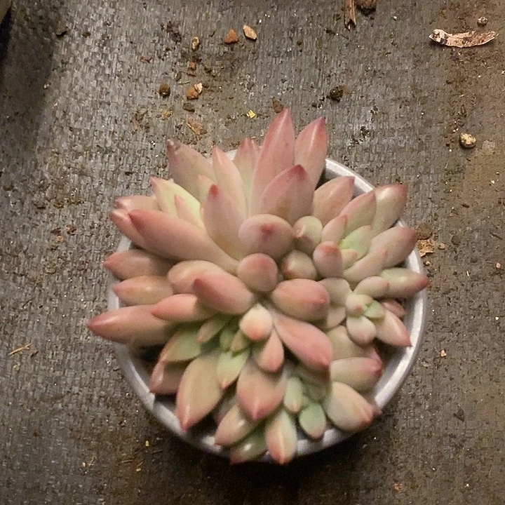 多肉植物肉肉植物