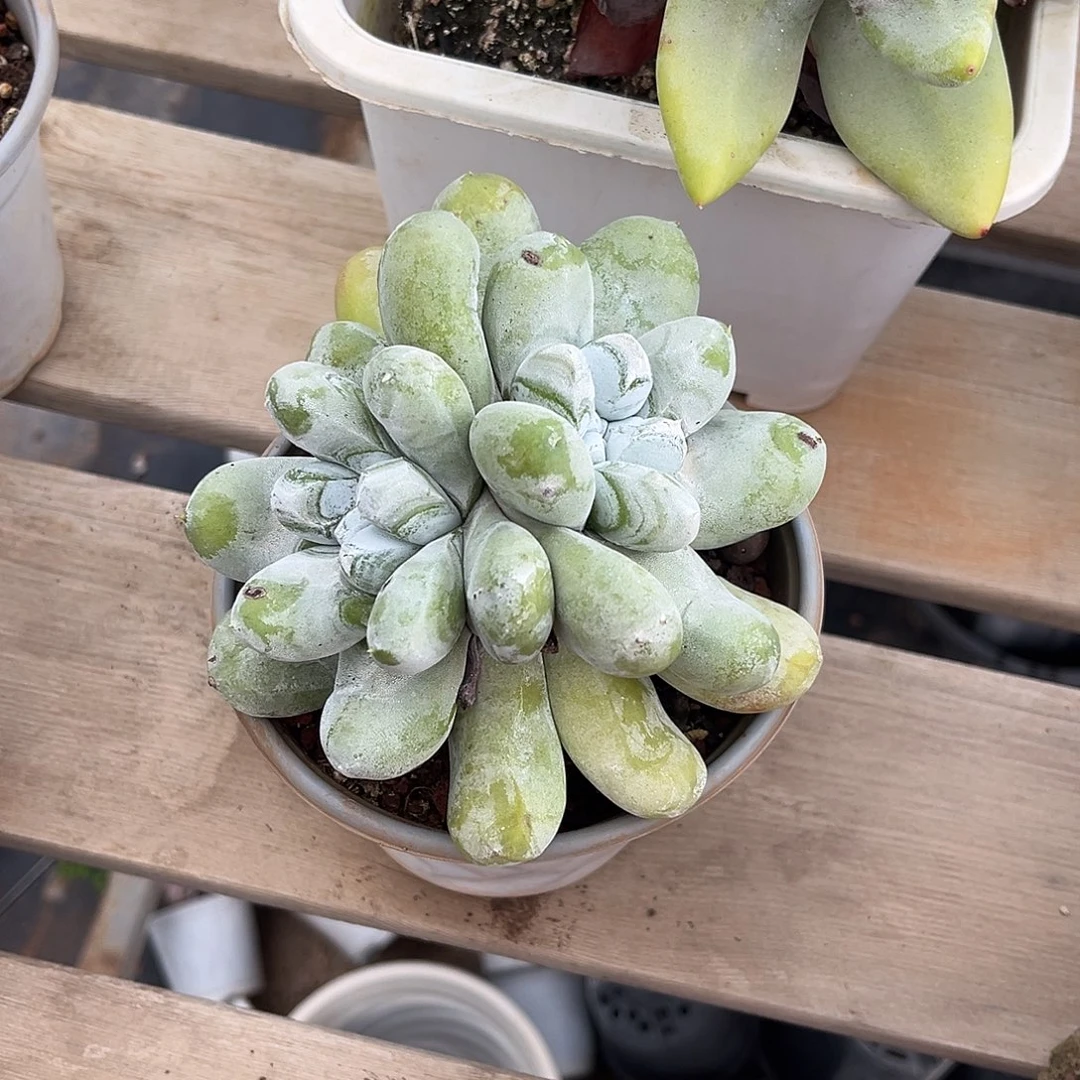 4599 1小鹿多肉一物一拍