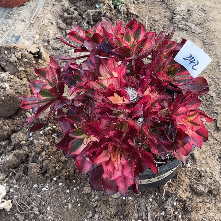 法师植物魅影法师242