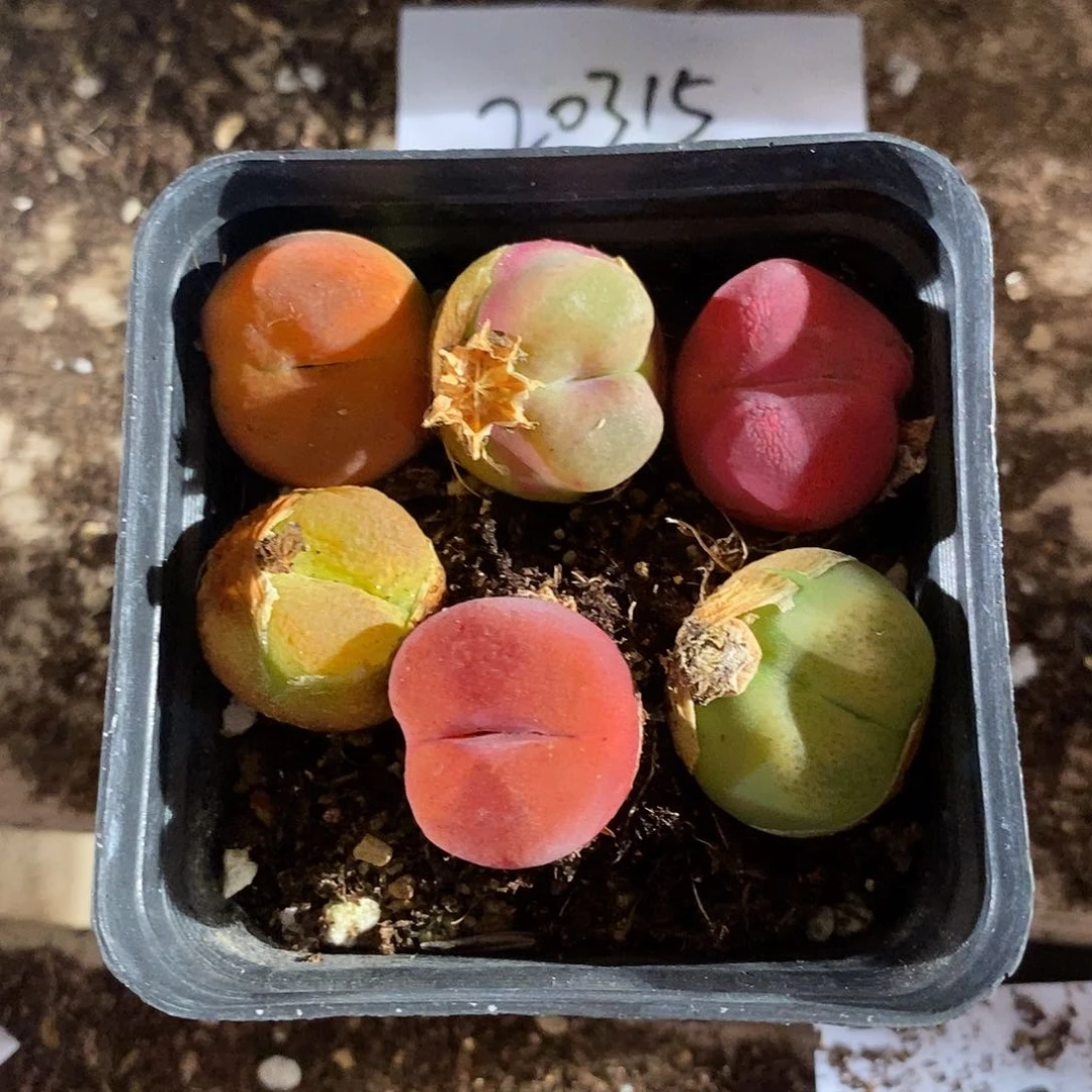 20315。    一组。