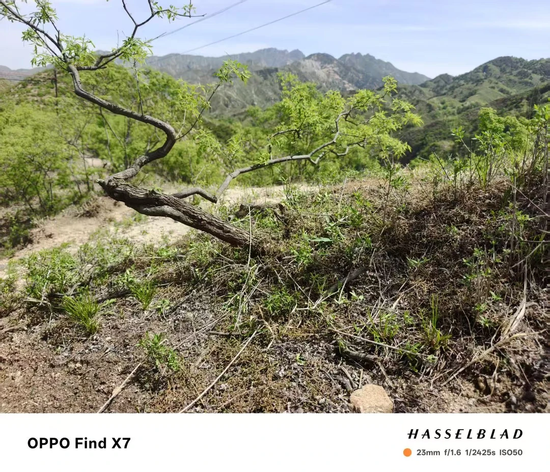 黄荆盆景素材偏远地区不包邮