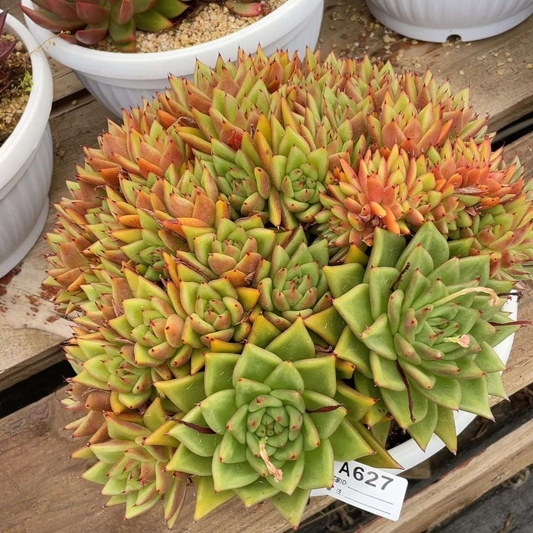 若如东云单拍A627