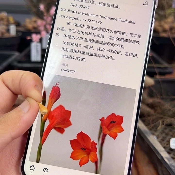 剑兰DF3.02497，4毫米球1个