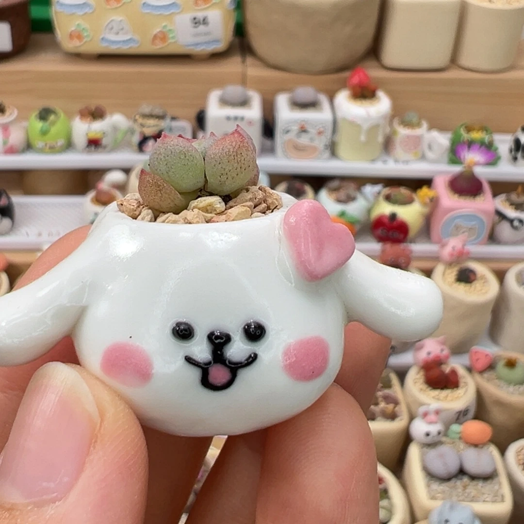 多肉植物102号拇指盆