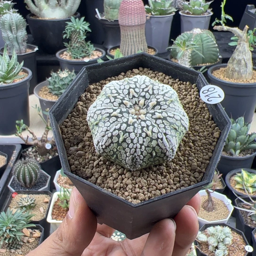 海星v兜实生4一物一拍