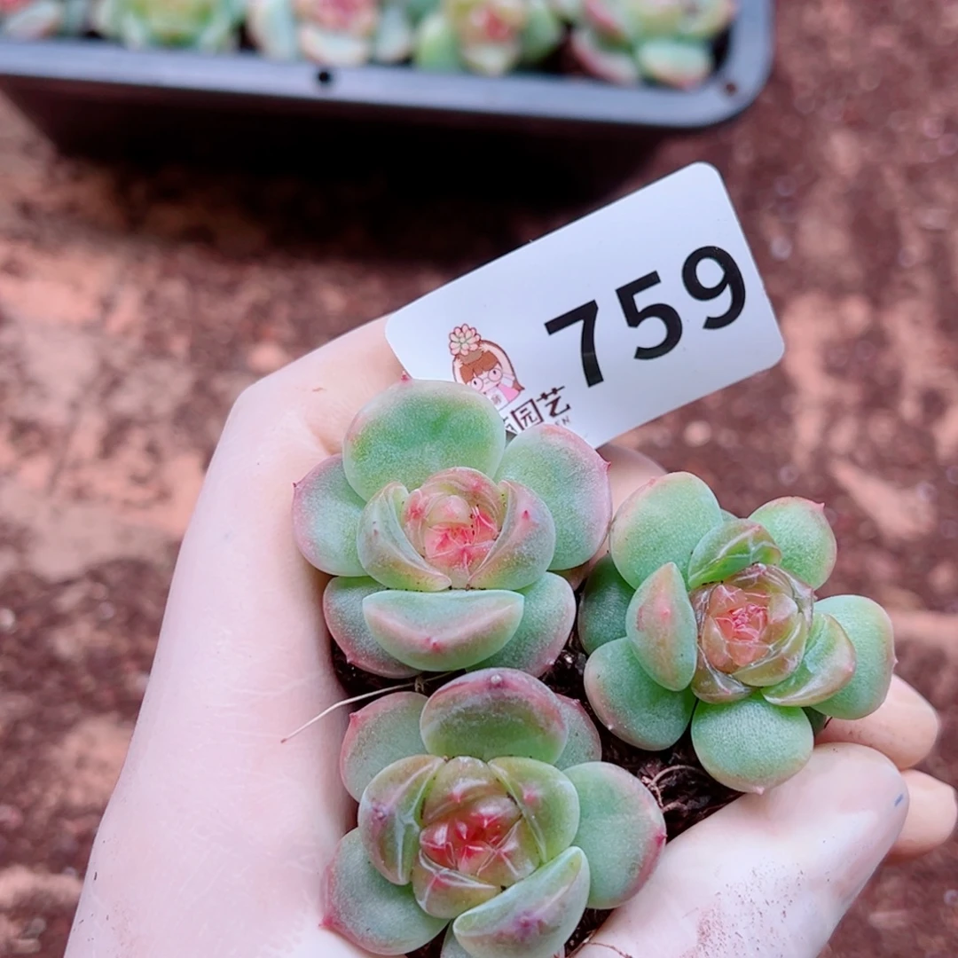 多肉植物多肉植物