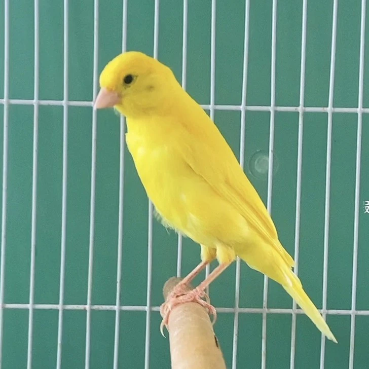 蜡黄扬州黄精品观赏鸟听叫声繁殖六个月左右小鸟