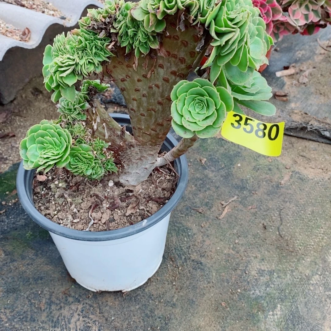 绿羊绒缀多肉法师3580
