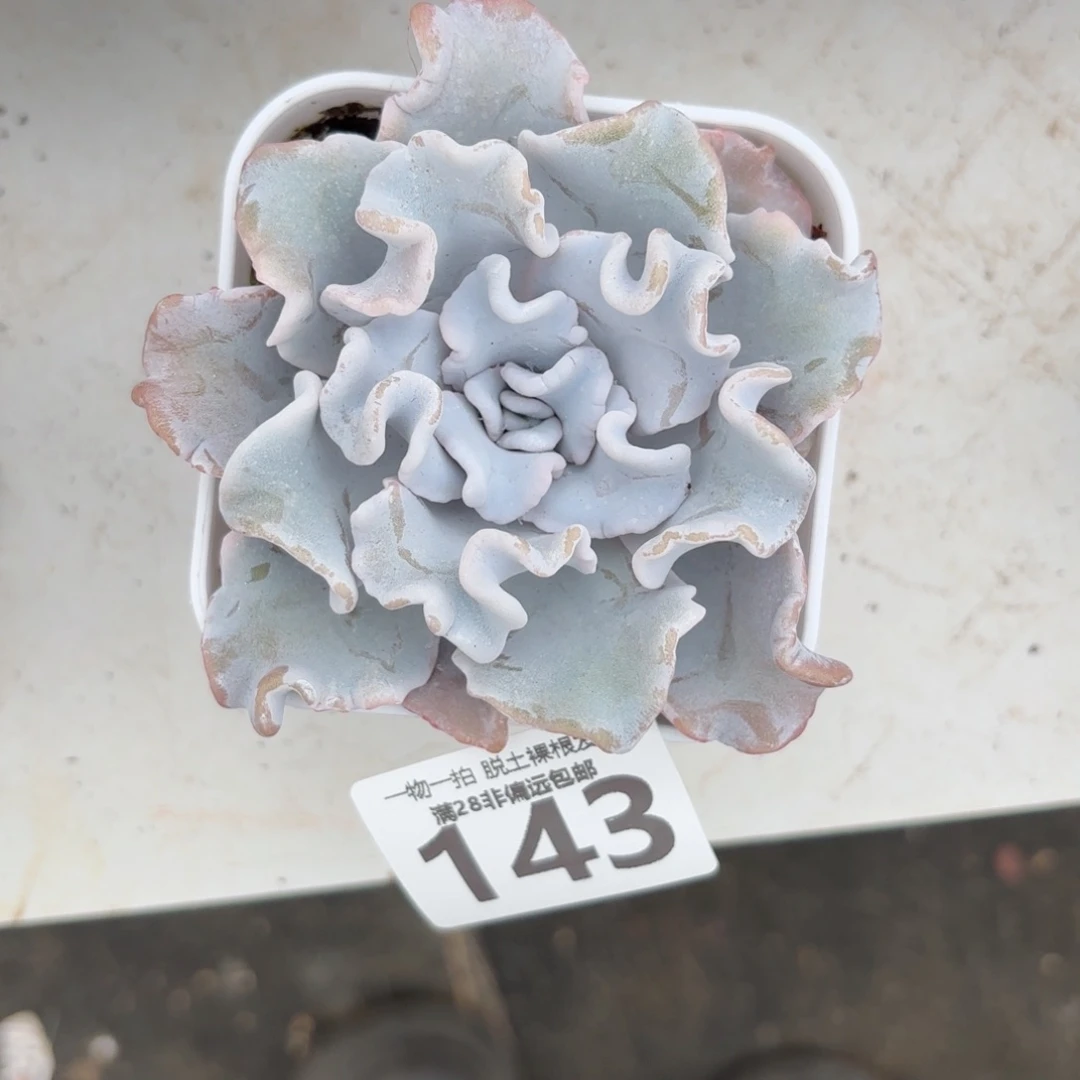 时***者芭蕾舞者无盆土发货