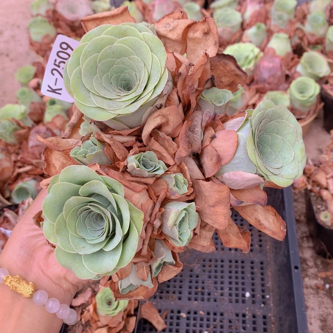 2507 会掉侧芽不售后