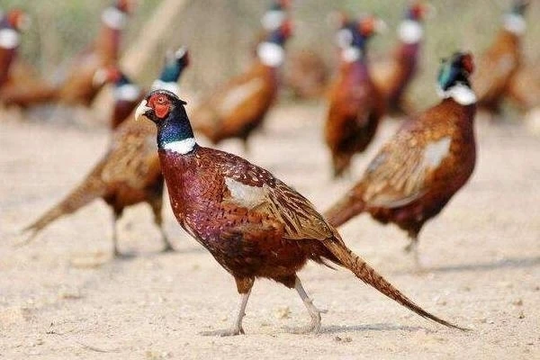 家庭散养 七彩山鸡 公鸡 两只装