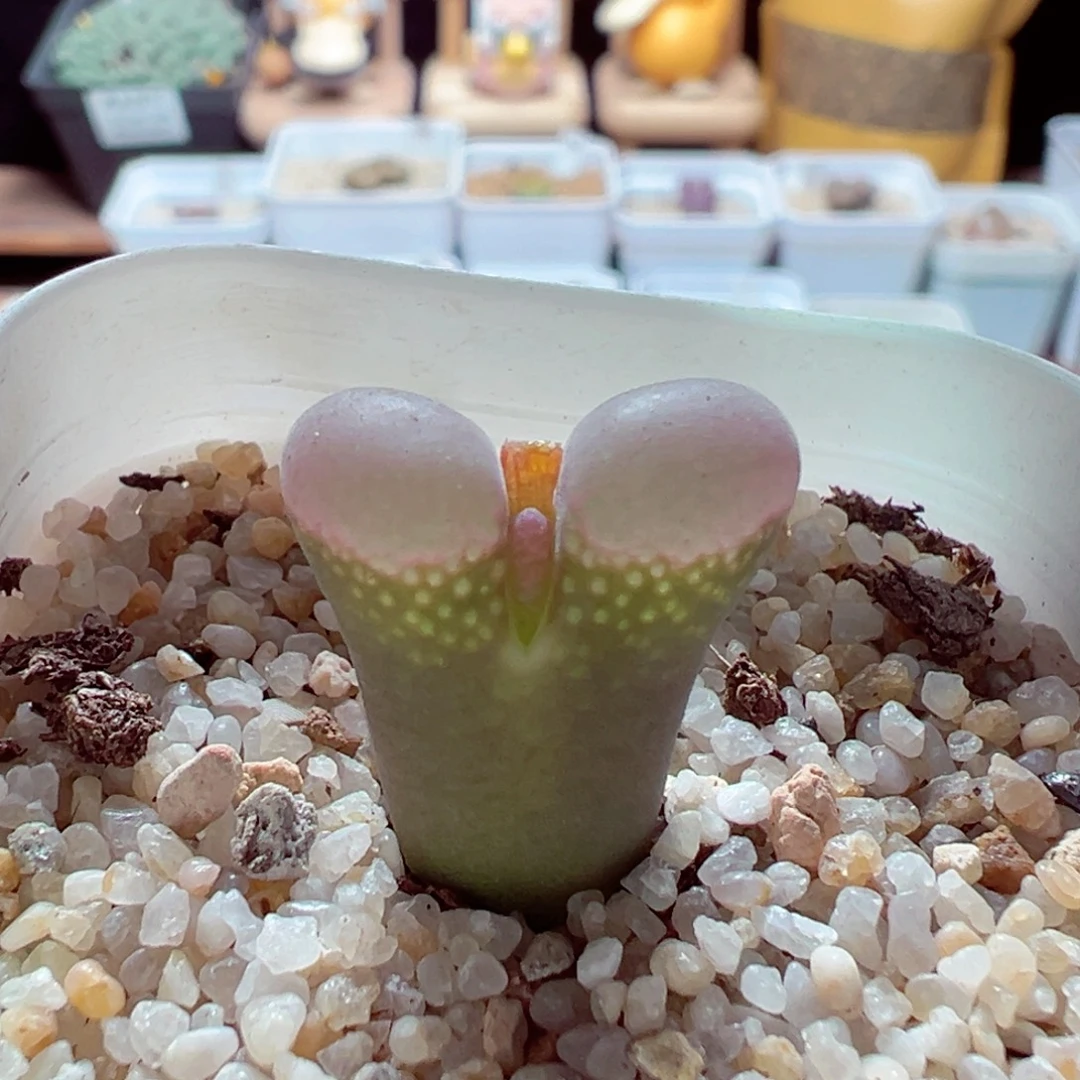 1116-179多肉多肉翻窗透窗