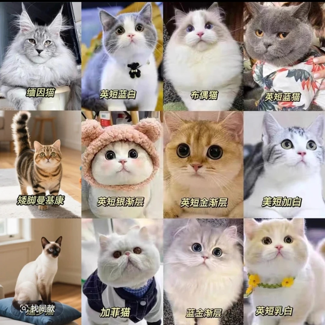 【直播间一对一挑选】猫咪活物专属链接