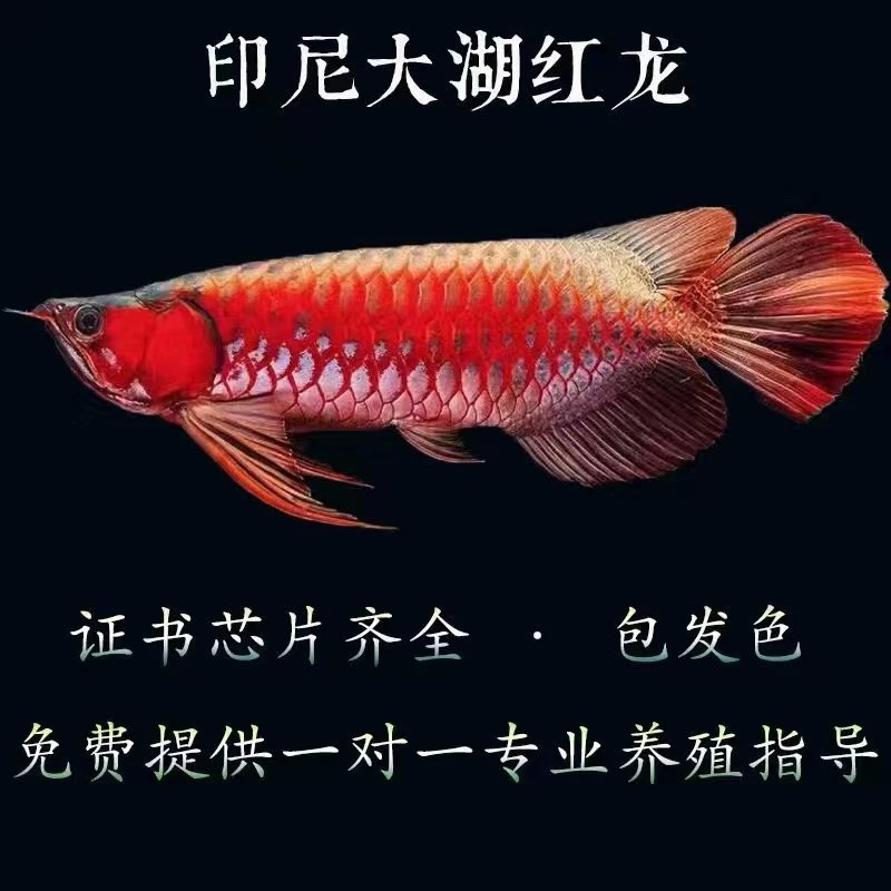 印尼红龙鱼活体超血辣椒红龙鱼纯血过背金龙鱼活鱼观赏鱼热带鱼苗