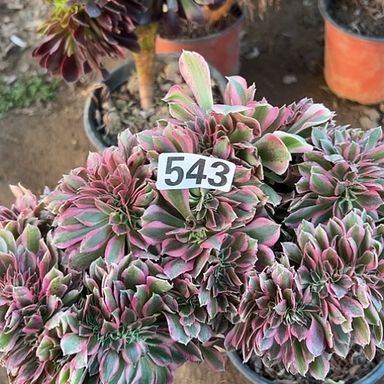 兰***姐多肉植物一个女巫543