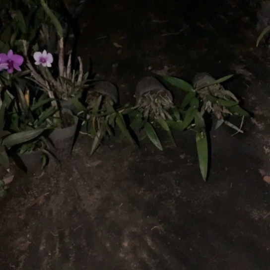 完全开放袖珍彩三盆大小共50苗