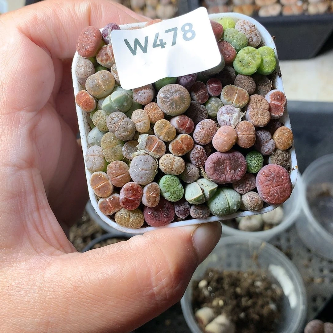 W478多肉植物保护研究所