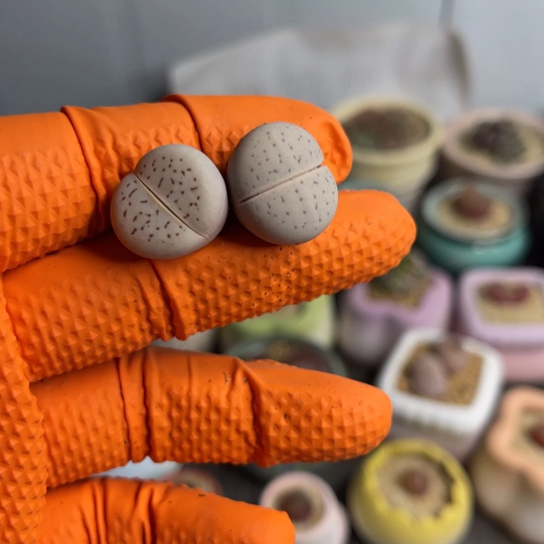 多肉植物一物一拍33