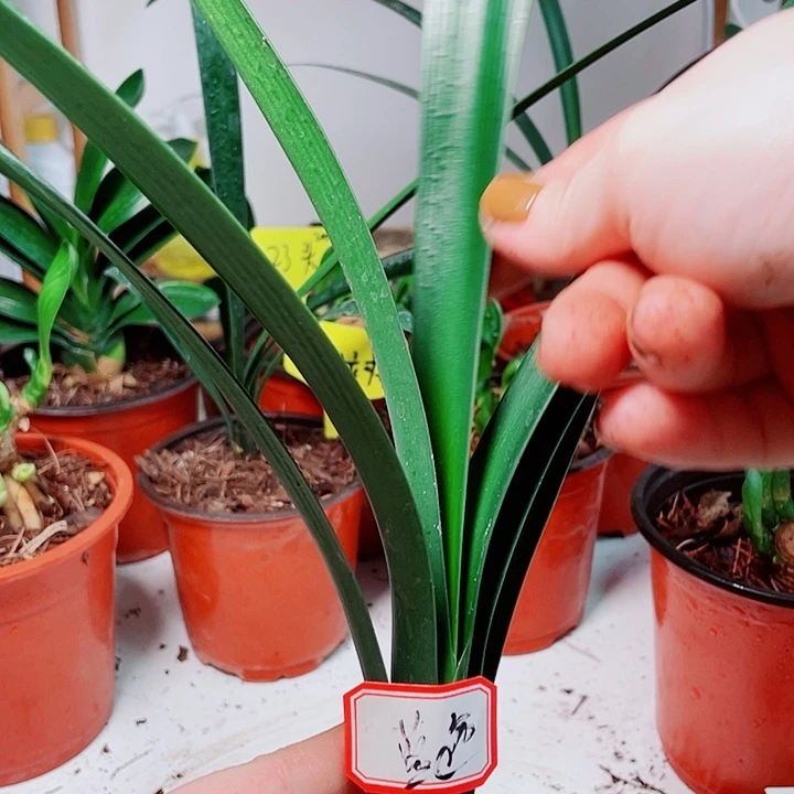 当前无花栽培后可以开花
