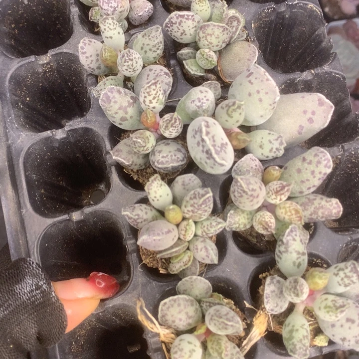 海豹小 拍5发6颗。满9.99包邮不满9.99发叶子）