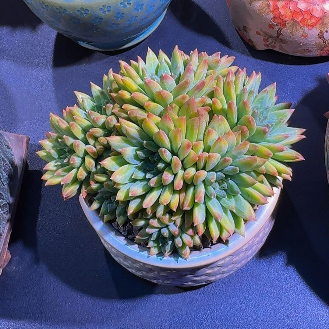 幻影美人 9头  一物一拍