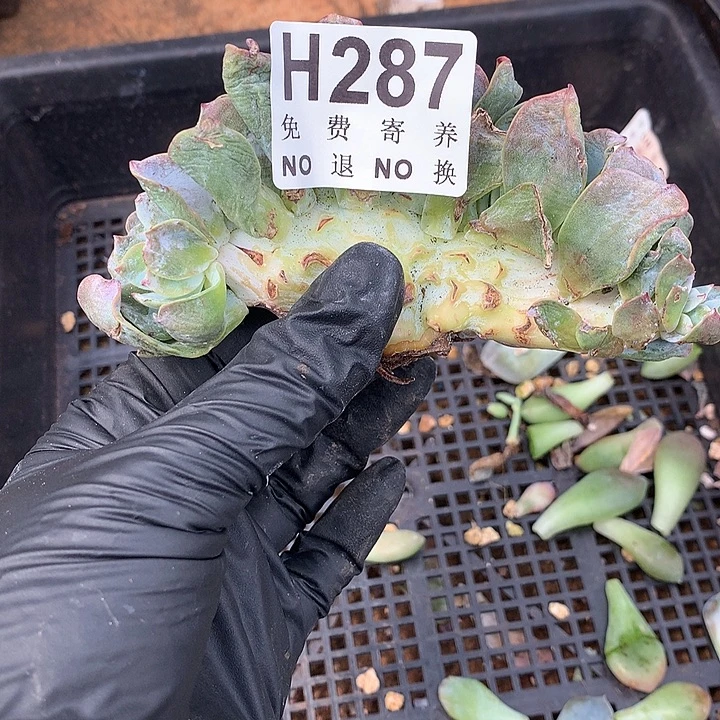 白凤缀化 非偏远38包邮、节后发