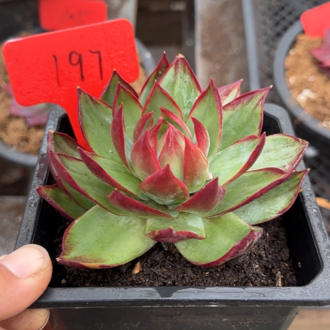 惊鸿一物一拍包装收缩花旱197