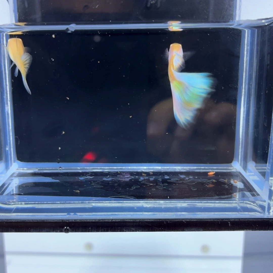 孔雀鱼新加蓝白子一对（44）