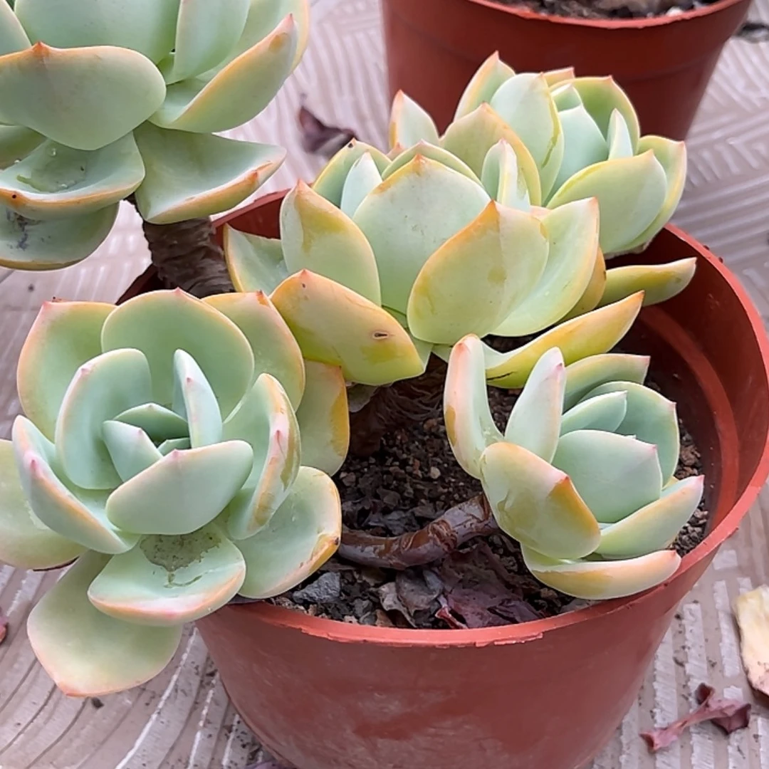 【闪购商品】无花朵傻*头
