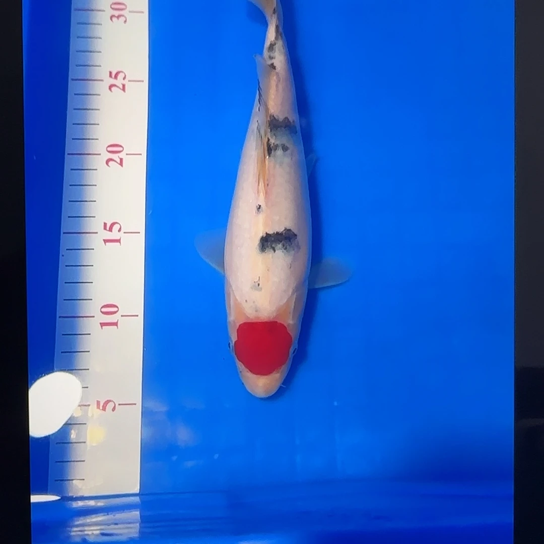 渔悦锦鲤四选蓝宝石丹三一尾