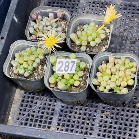 287五十玲玉如图东北不拍货