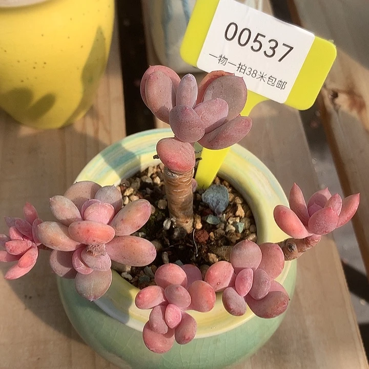 00537姐姐无聊咯五