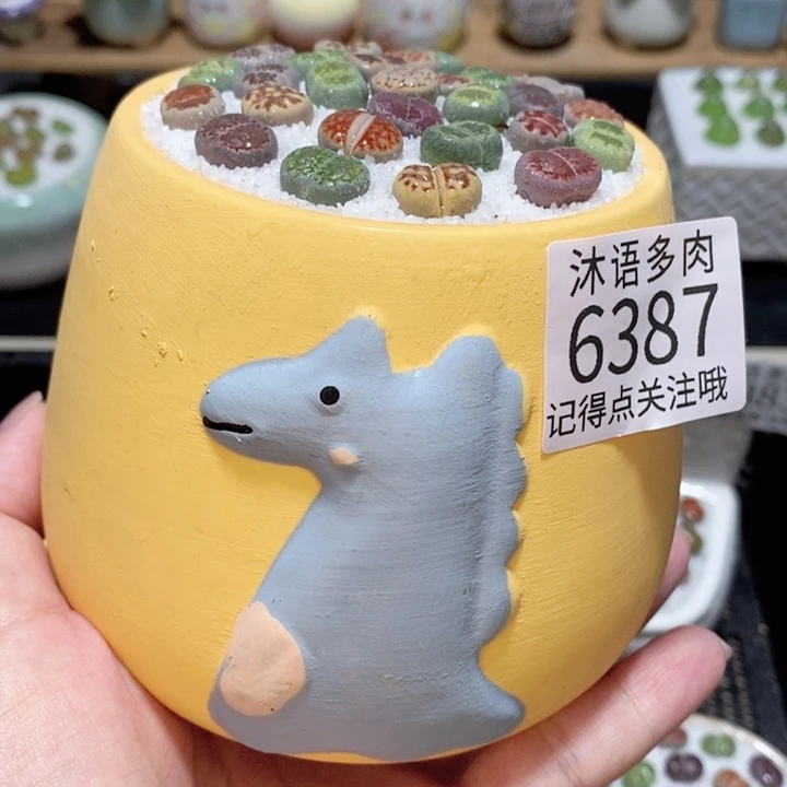 带盆土发货 精美盆栽 6387 盆微瑕