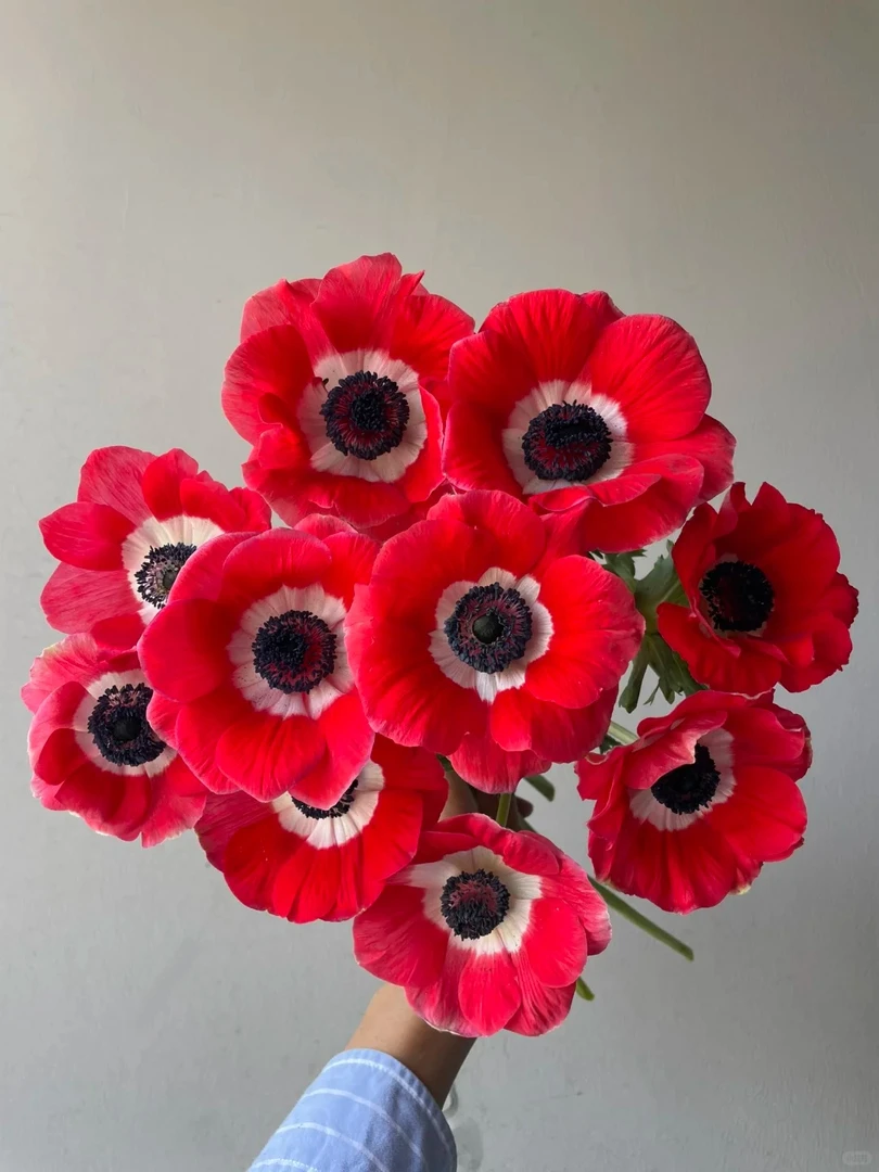 【婵之语优选】红色银莲花