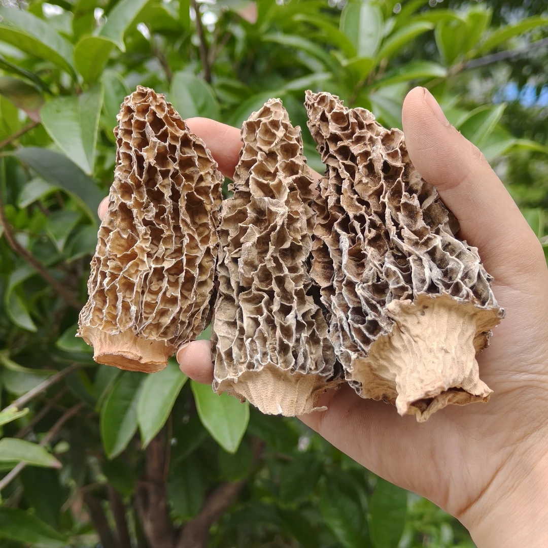 四川巴山仿野生细纹羊肚菌大个干货煲汤食用营养品