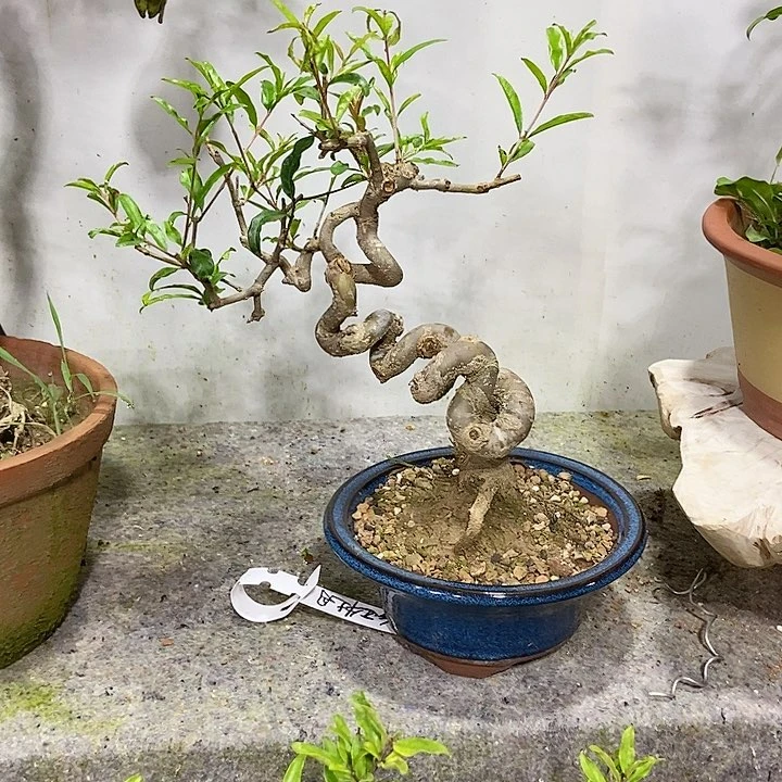 完全开放八**财开花