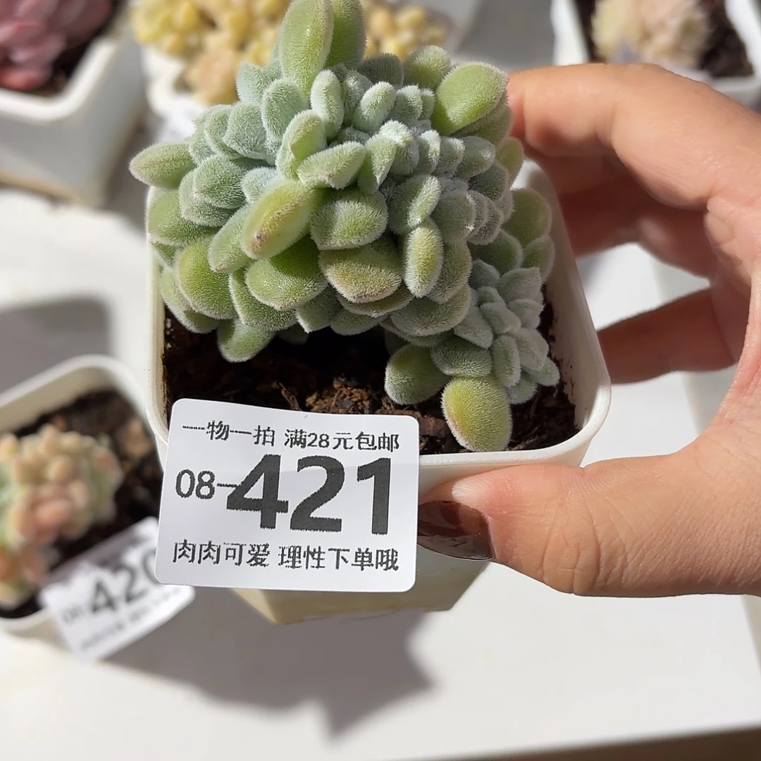 雪晃星缀化多肉多肉无